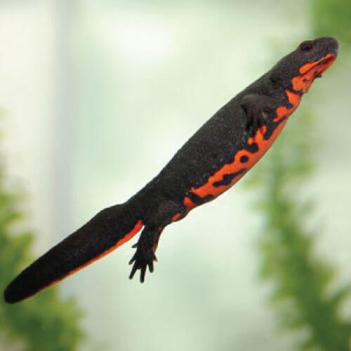 tritón