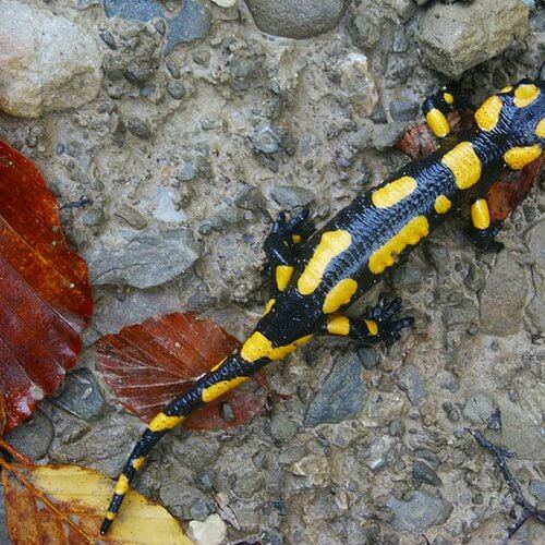 salamandra