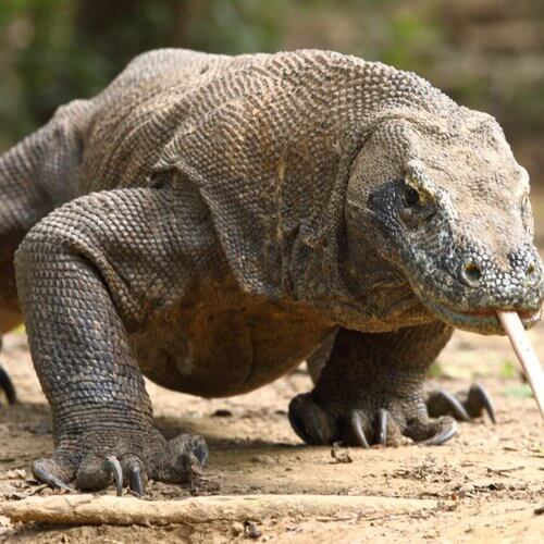 dragón de Komodo