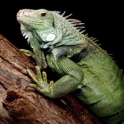 iguana
