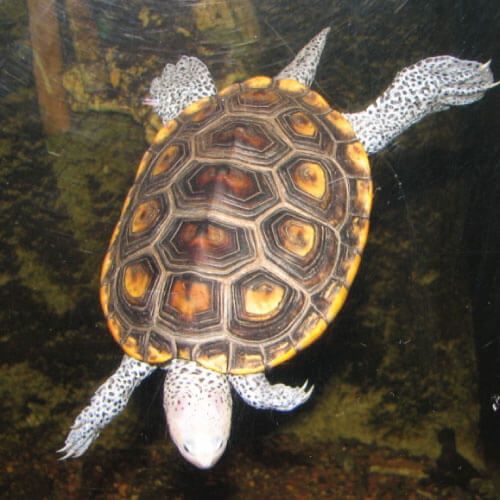 tortuga