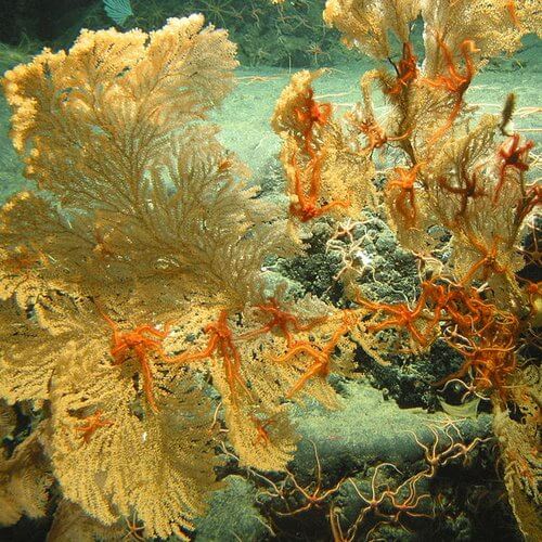 coral