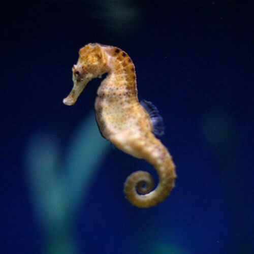 caballito de mar