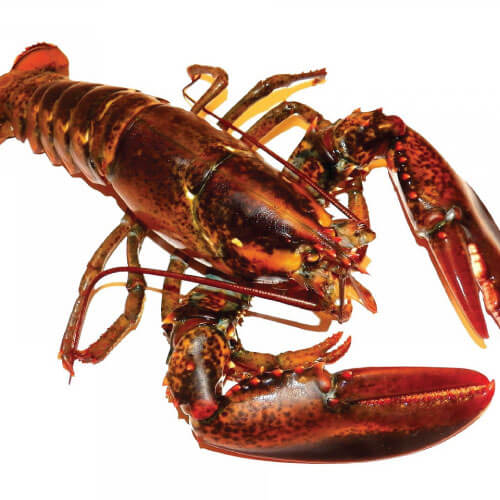 langosta