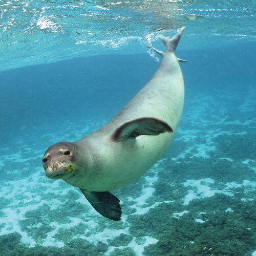 foca
