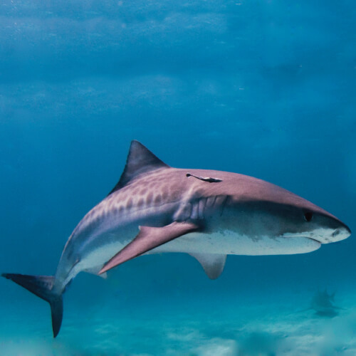 tiburón