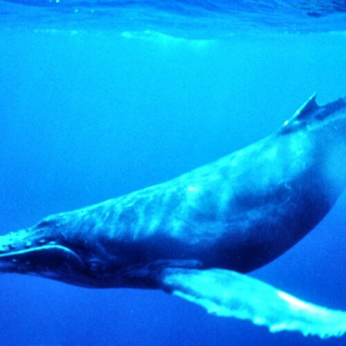 ballena