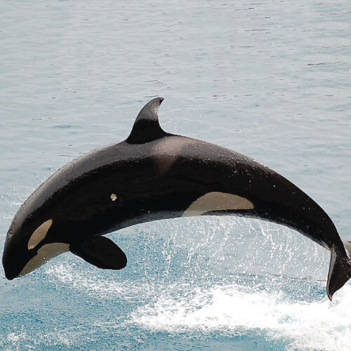 orca