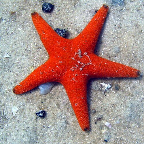 estrella de mar