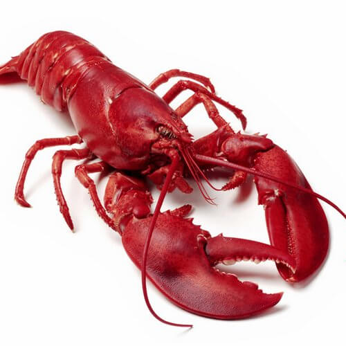 langosta