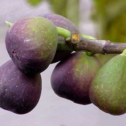 higo