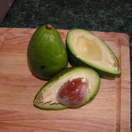 aguacate