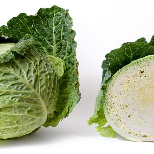 repollo