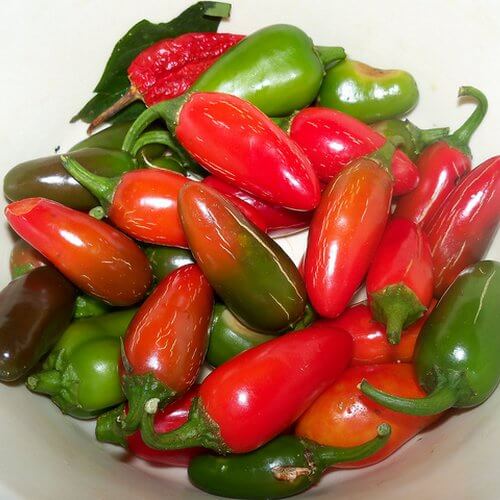 guindilla