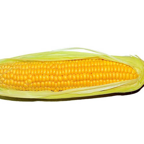 maíz