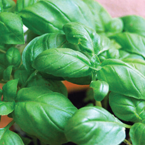 albahaca