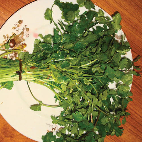 cilantro
