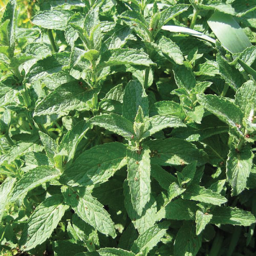 menta