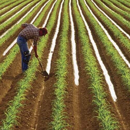 agricultor