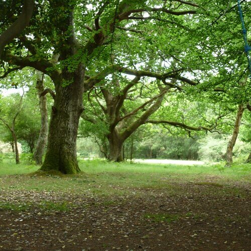 bosque