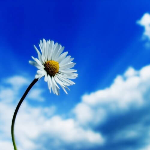 flor