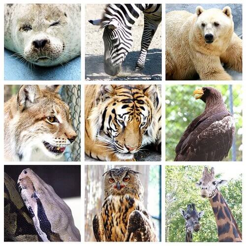 animal