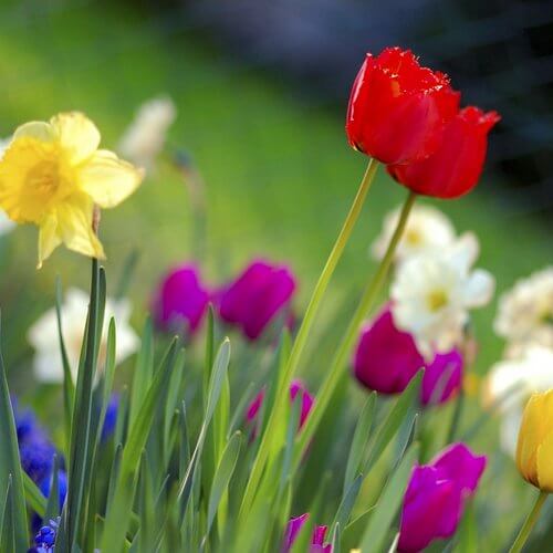 primavera