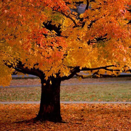 otoño