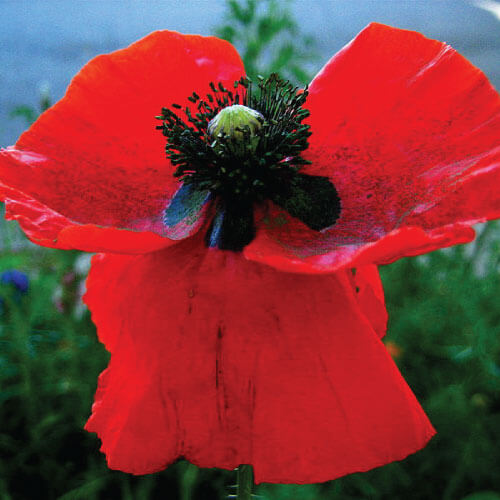 amapola