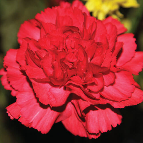clavel