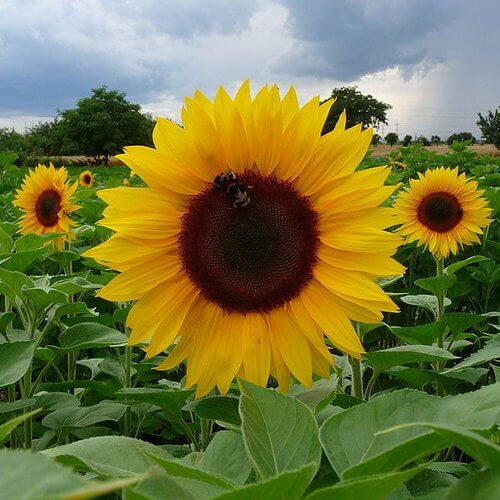 girasol