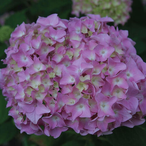 hortensia