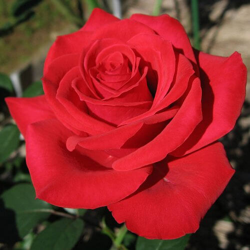 rosa