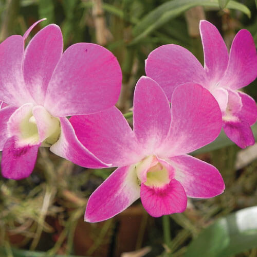 orquídea