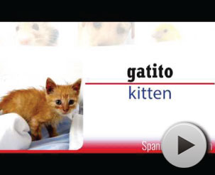 Go to video pets