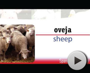 Go to video farm animals