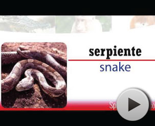 Go to video Wild animals